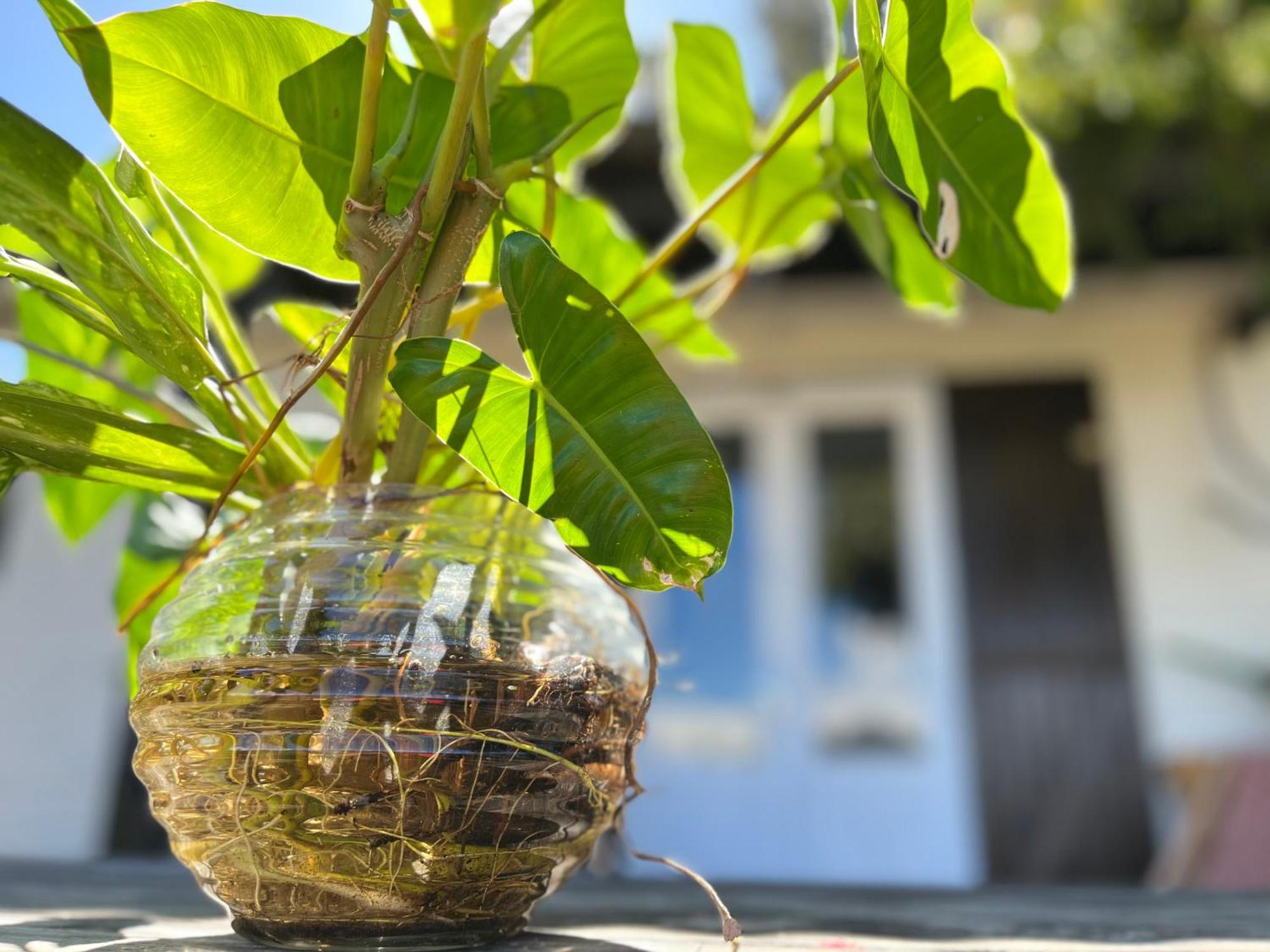Ti'Laos Villa Cilaos Ngoại thất bức ảnh